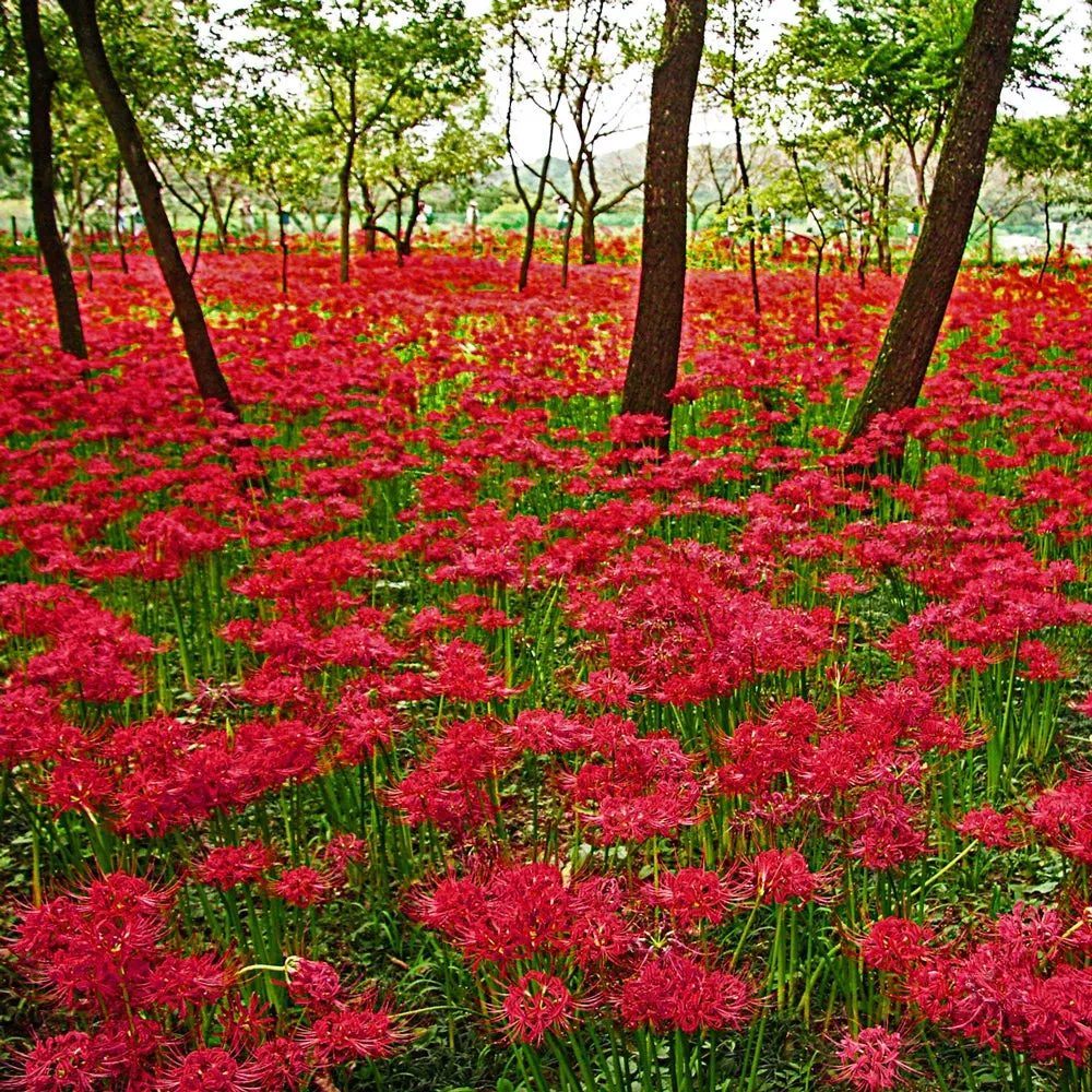 Lycoris radiata (Red Spider Lily)