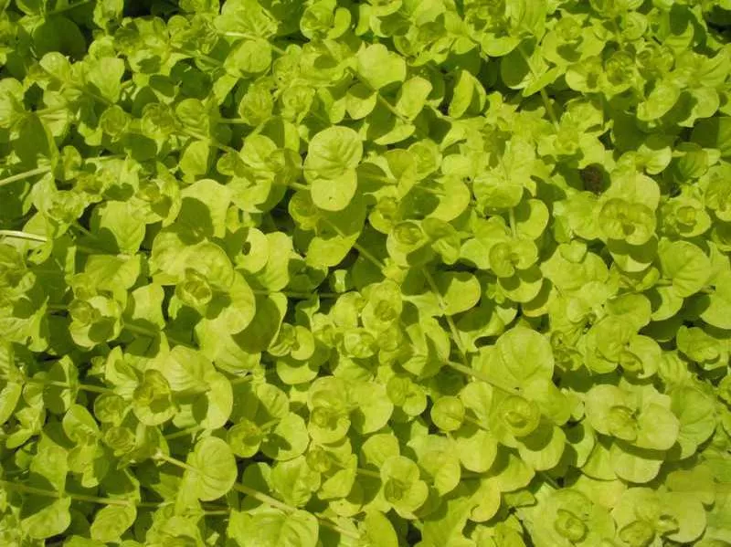 Lysimachia Goldilocks