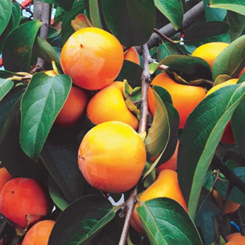 Maekawa Jiro Asian Persimmon Tree