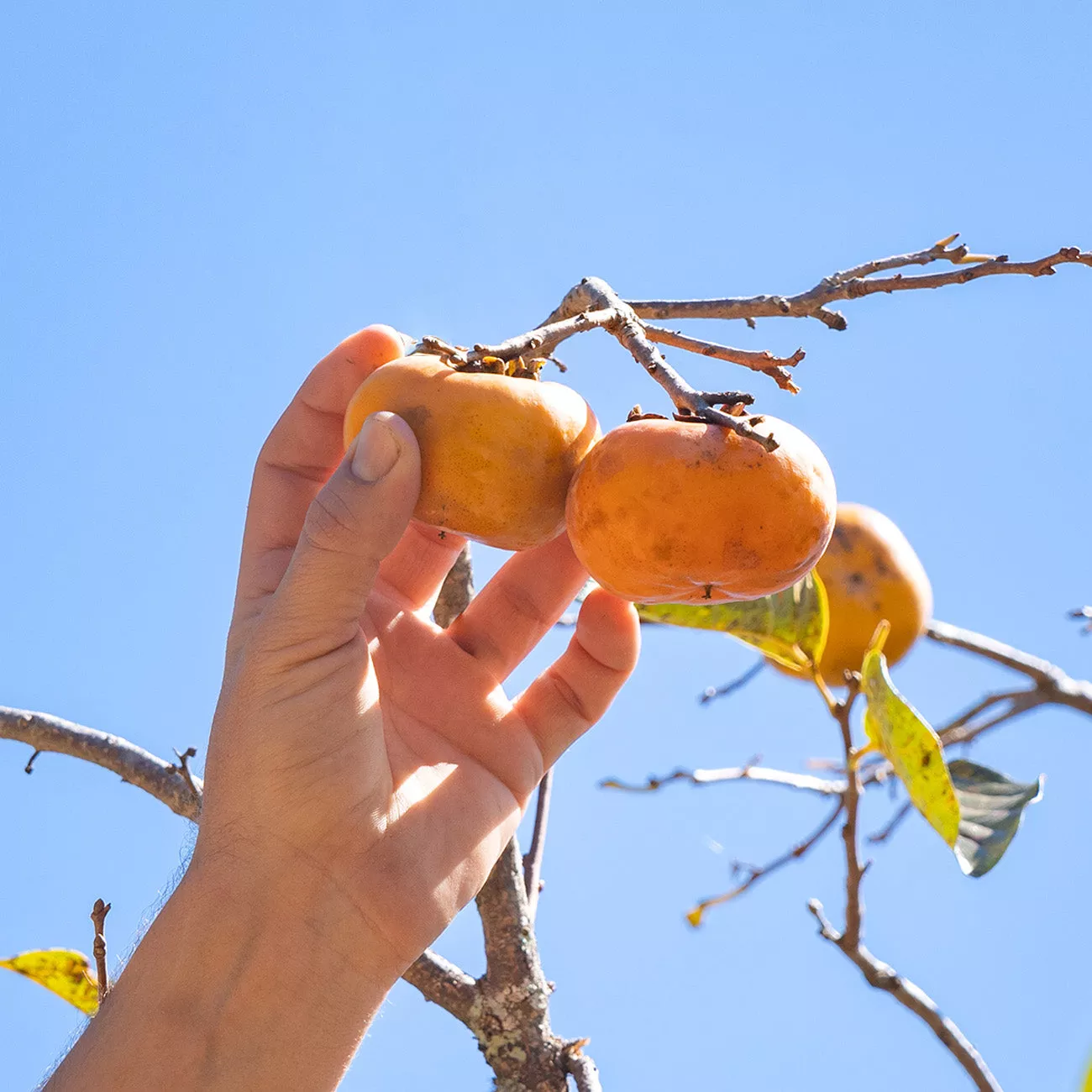 Maekawa Jiro Persimmon Tree – 2-3 ft