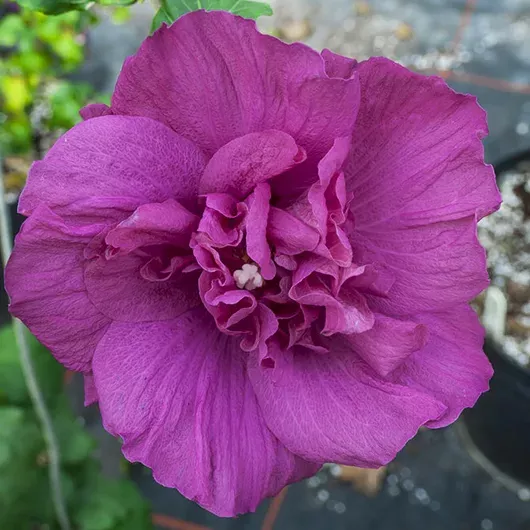 Magenta Chiffon Hibiscus