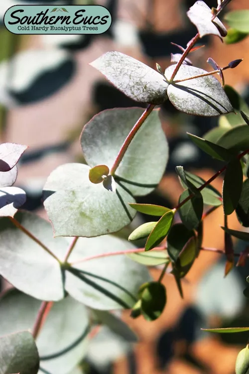 Maggie Cold Hardy Eucalyptus Tree (Eucalyptus nova anglica) - 1 Gallon Pot