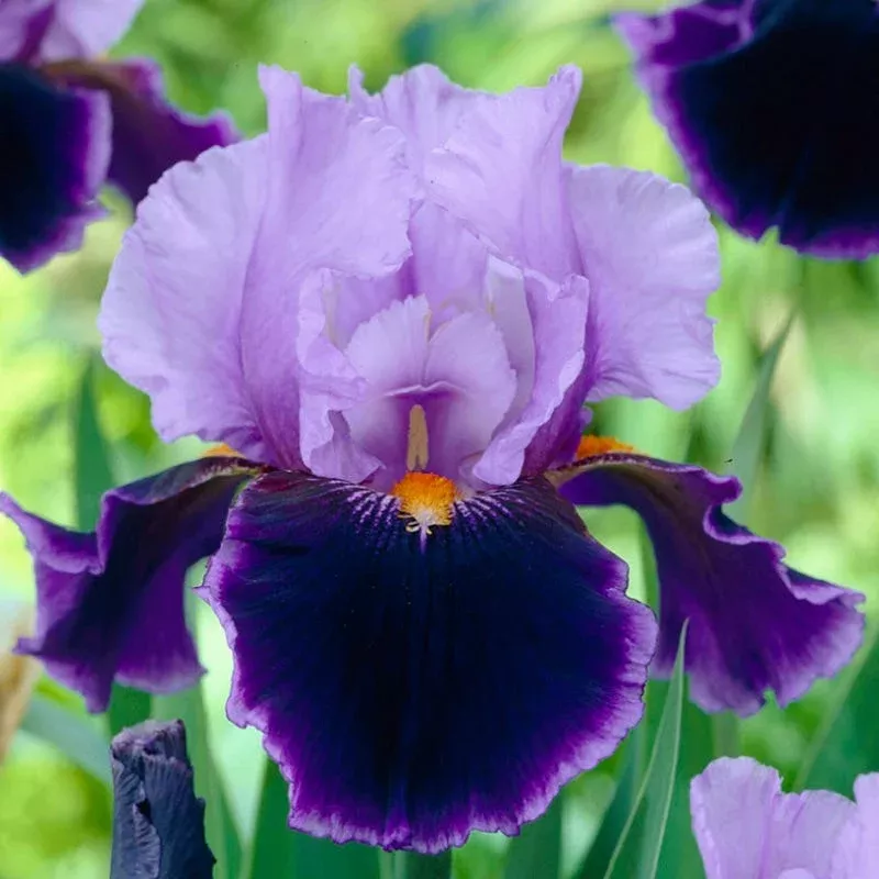 Magic Man Bearded Iris