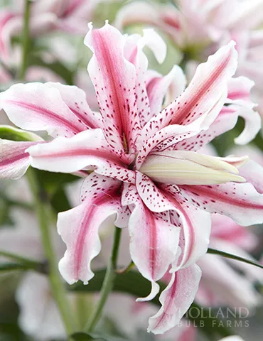 Magic Star Double Oriental Lily