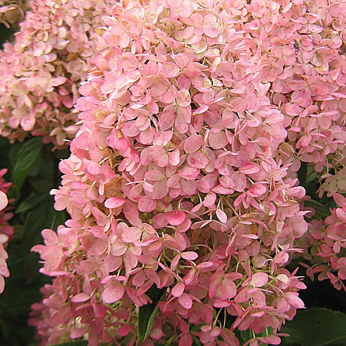 Magical Candle Panicle Hydrangea