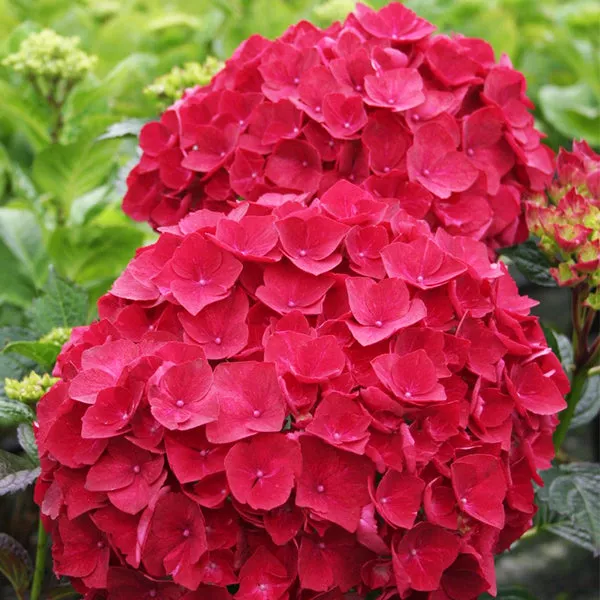 Magical Ruby Red Hydrangea – #2 Container