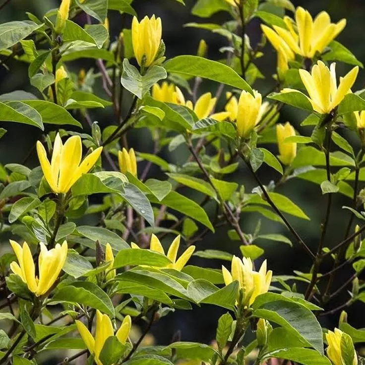 Magnolia ‘Daphne’