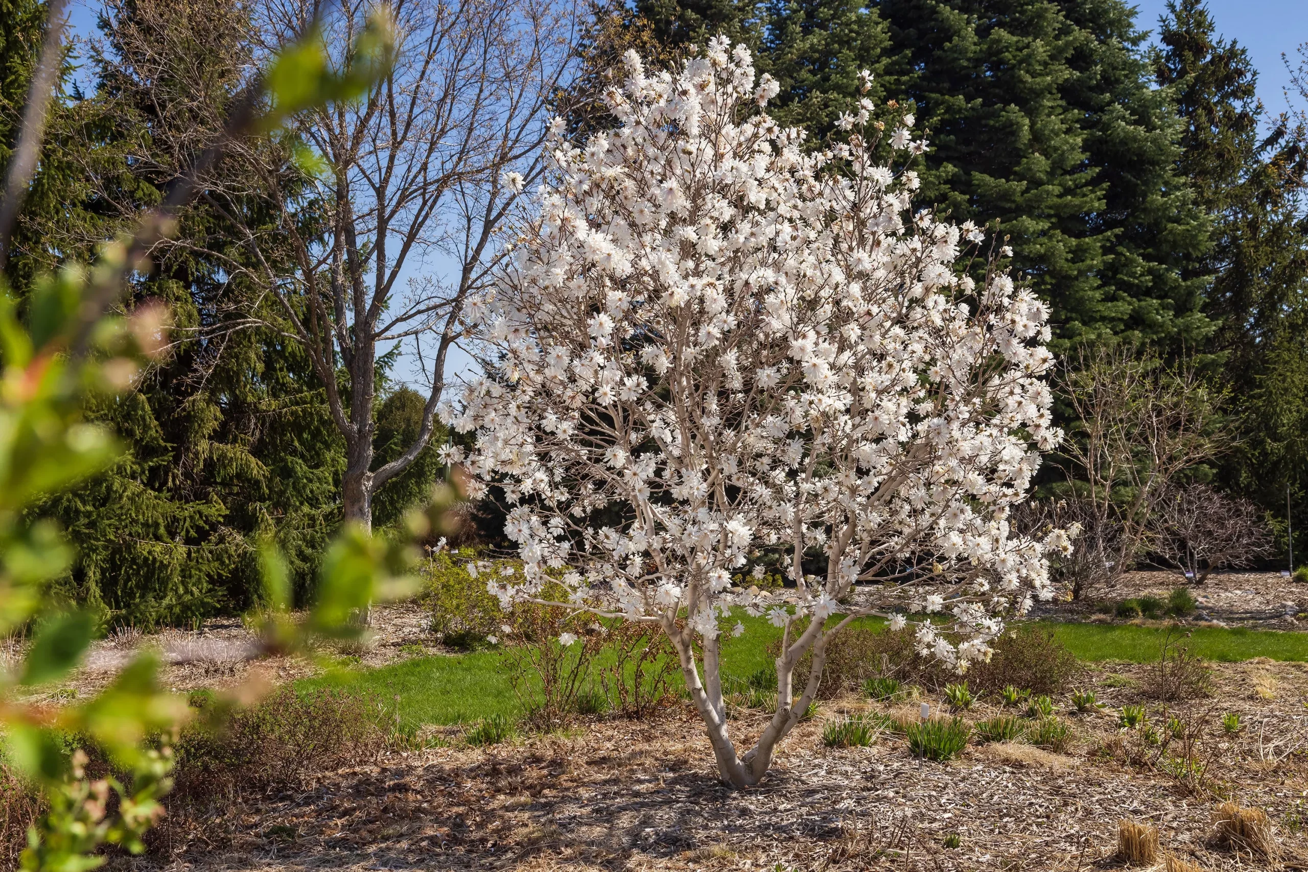Magnolia - Star Centennial Blush
