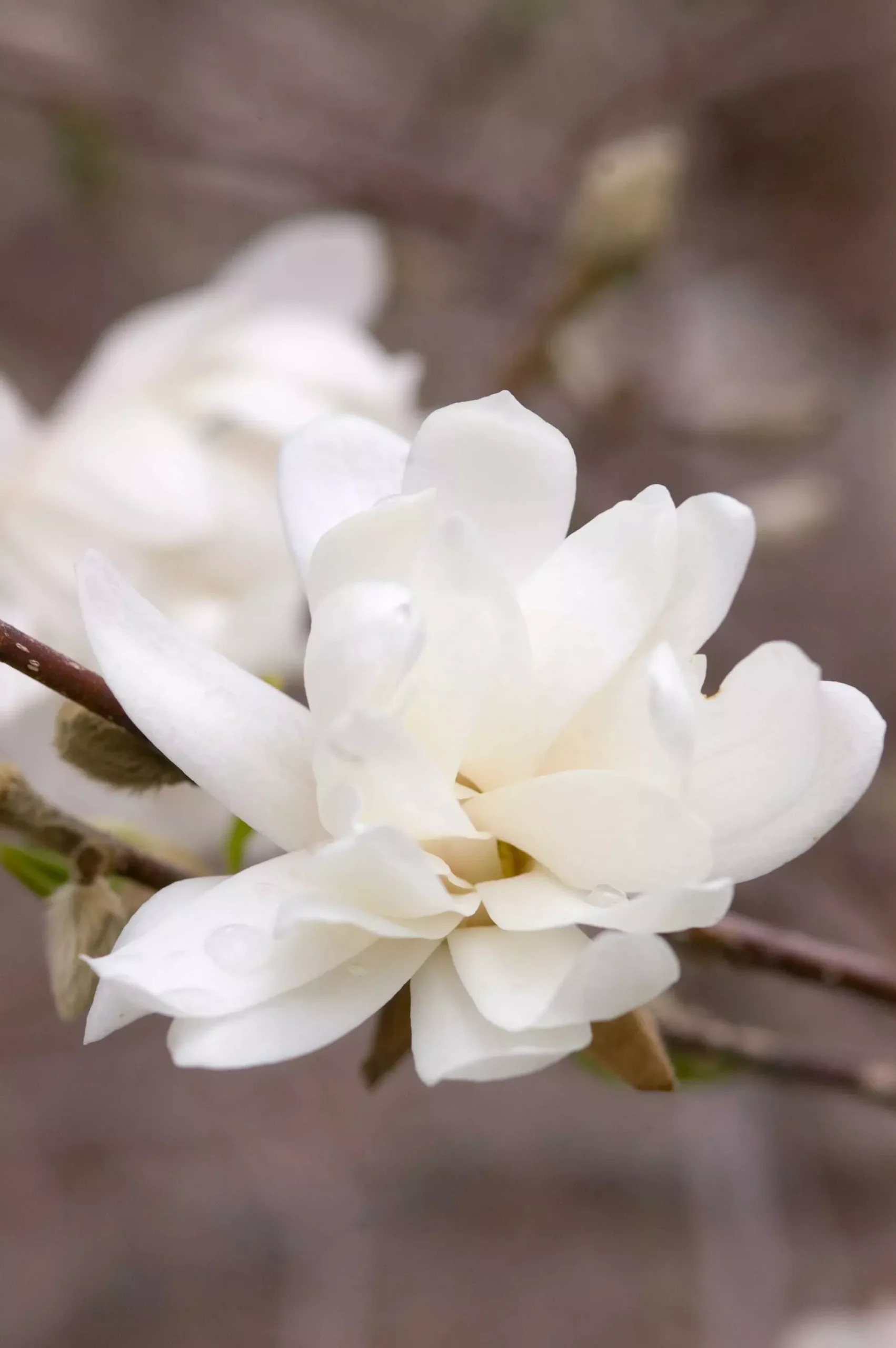 Magnolia Tree - Merrill