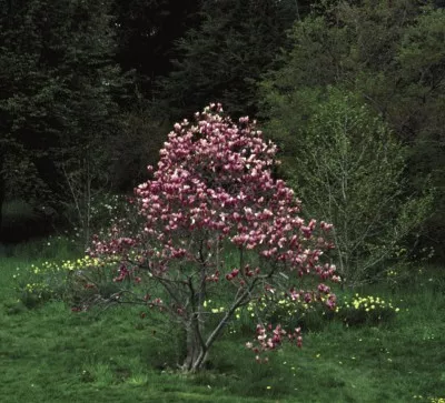 Magnolia x Ann