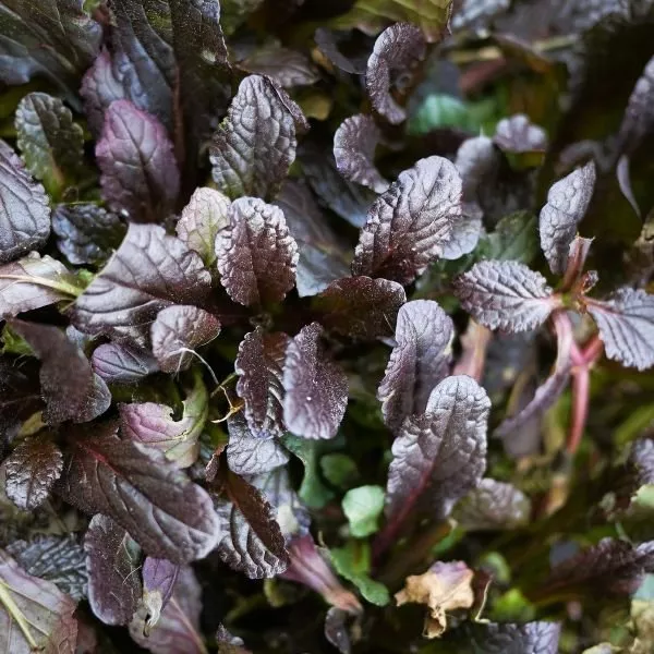 Mahogany Ajuga