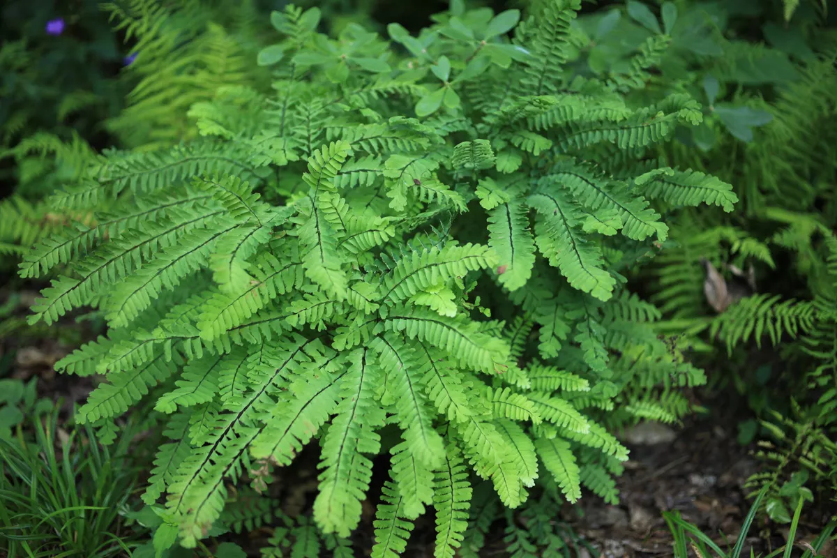Maidenheir Fern