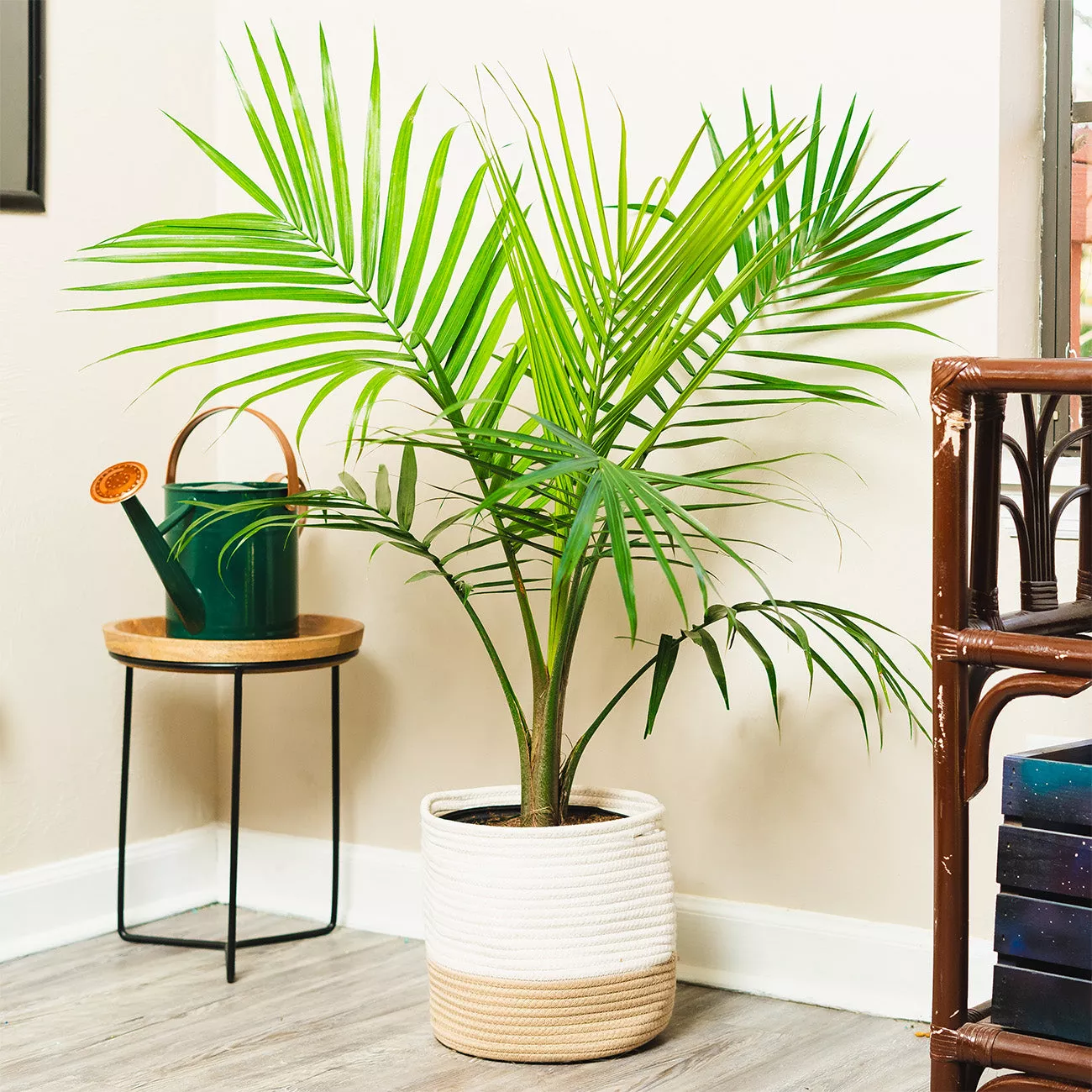 Majesty Palm Tree – 10 Inch Pot