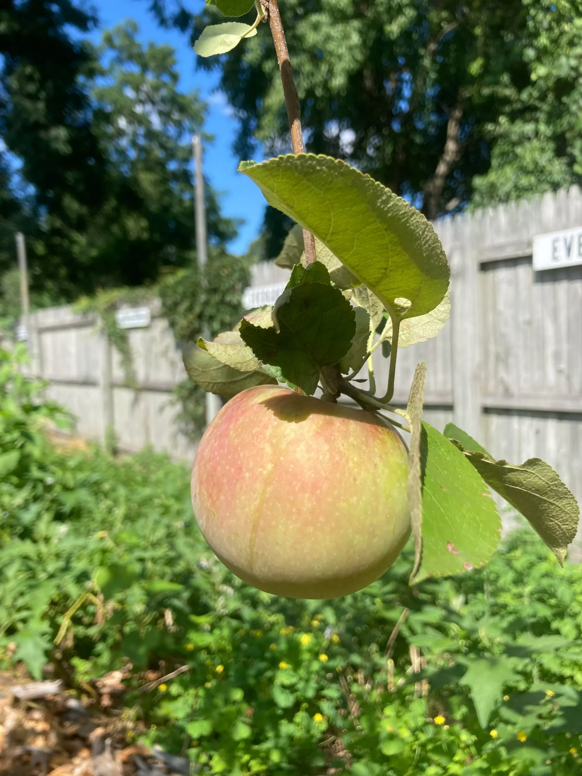 MALUS `MCINTOSH ,7