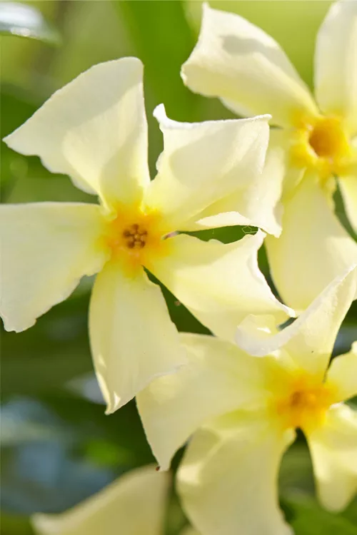 Manda's Yellow Star Jasmine Vine - 1 Gallon Pot
