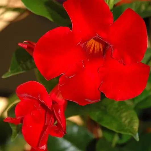 Mandevilla Bella Scarlet