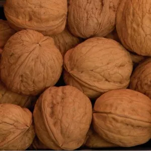 Manregion, Walnut