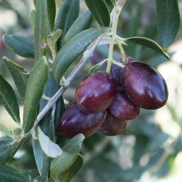 Manzanillo Olive – 35 Gallon
