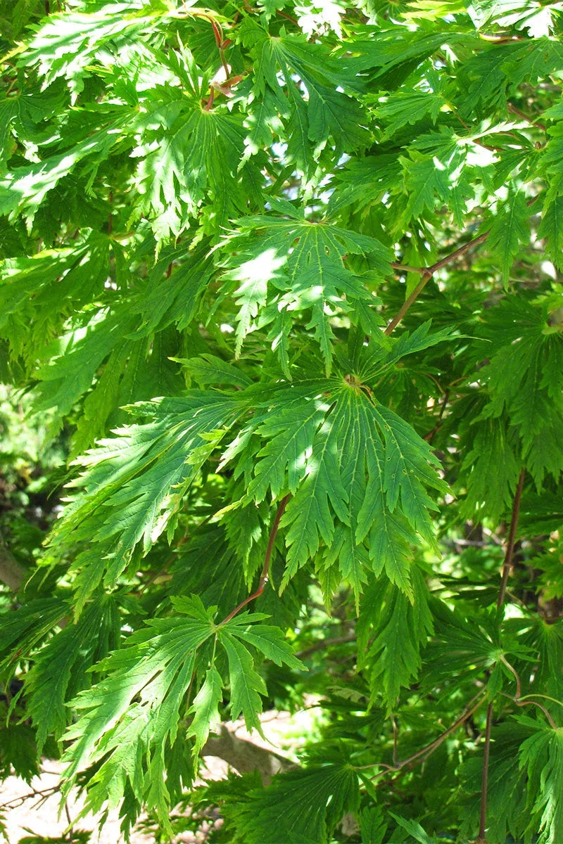 Maple, Fullmoon Japanese