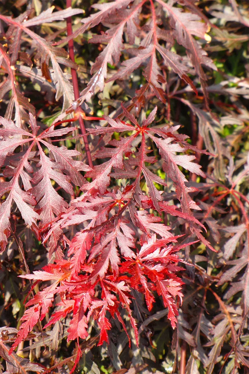 Maple, Japanese Inaba Shidare