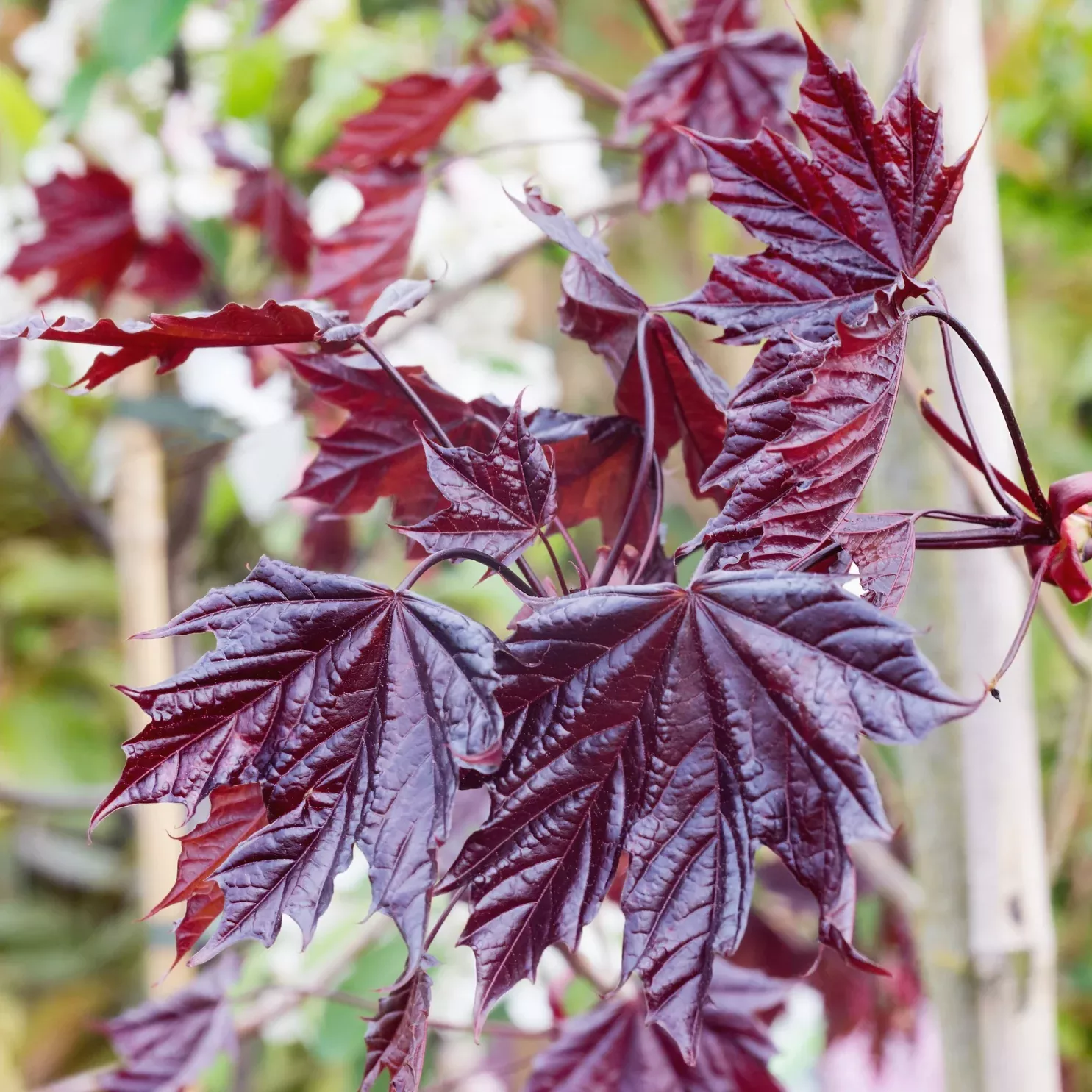 Maple, Royal Red