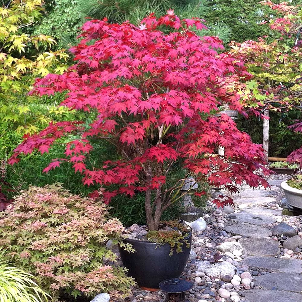 Maplepalmatum"Bloodgood" 6 FtB&B