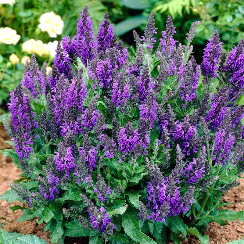 Marcus Meadow Sage