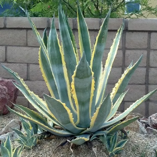 Marginata Century Plant – 5 Gallon