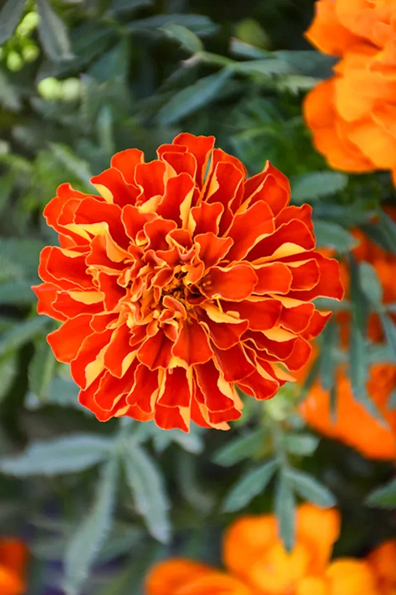 Marigold Durango Red