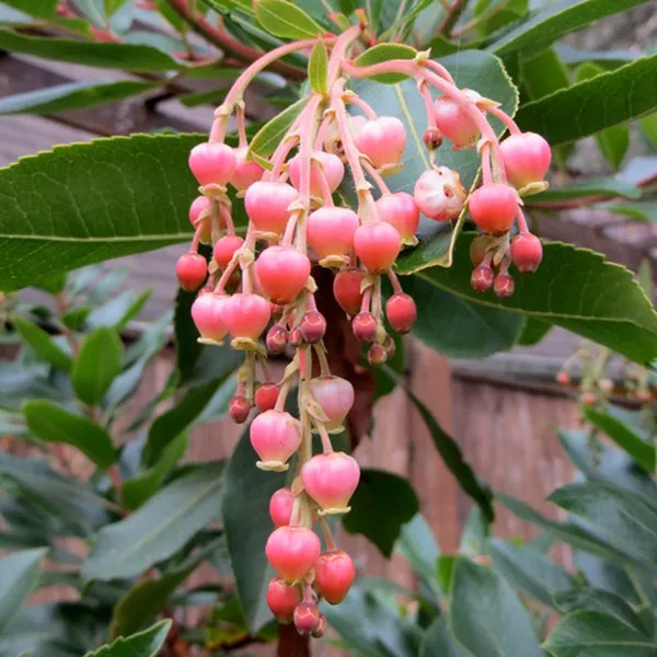 Marina Strawberry Tree – 15 Gallon ( 5 – 6 ft. )