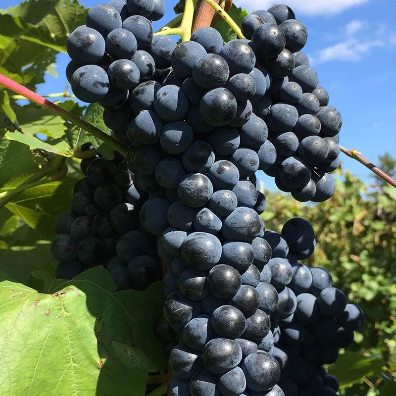 Marquette Grape Vine