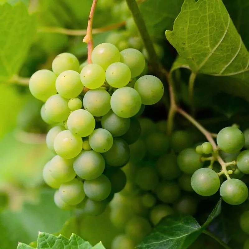 Marquis Seedless Grape Vine