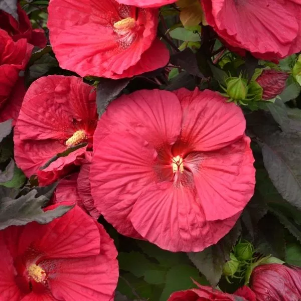 Mars Madness Hardy Hibiscus – #2 Container
