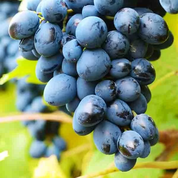 Mars Seedless Grape Vine