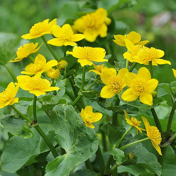 Marsh Marigold – #1 Container