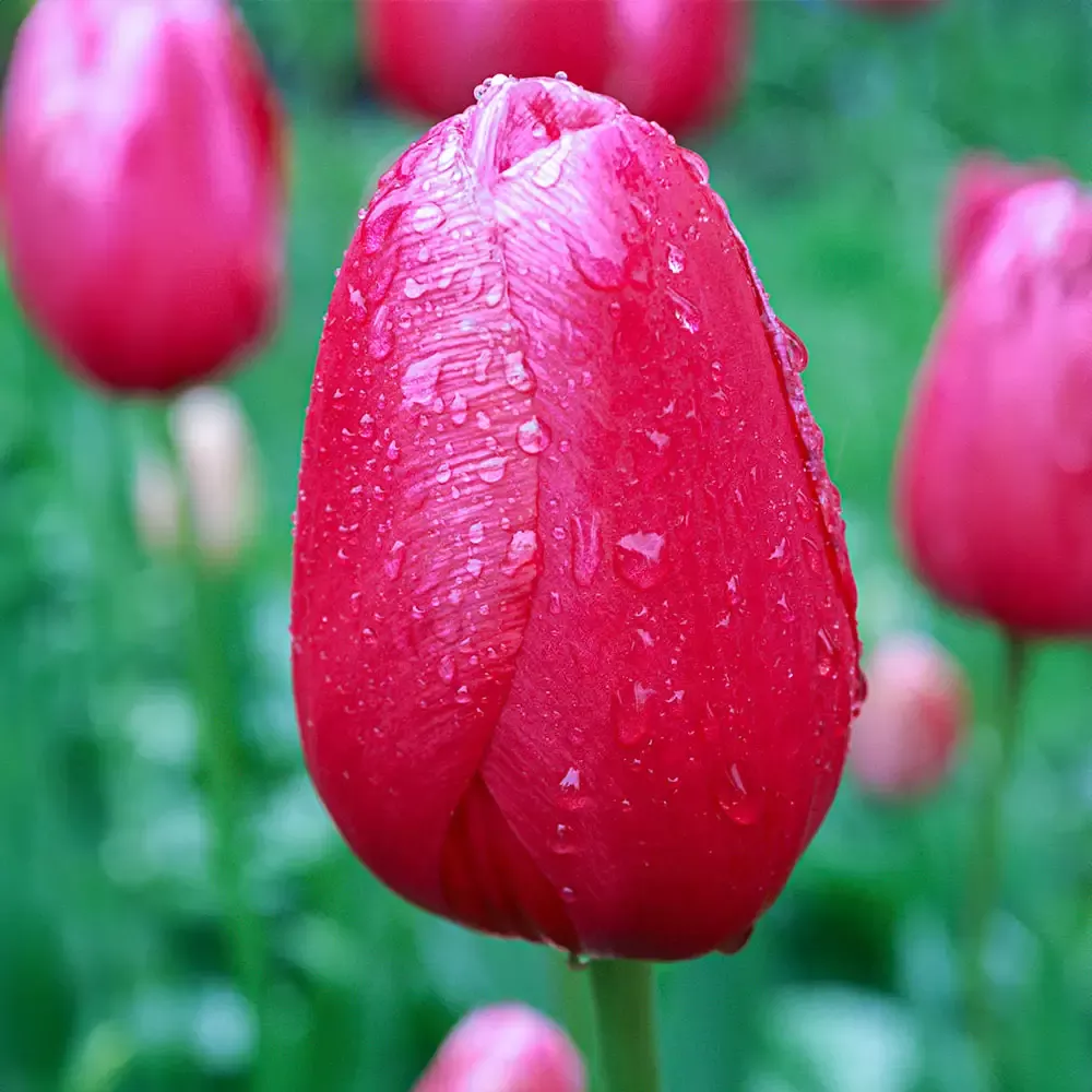 May Flowering Tulip Yosemite