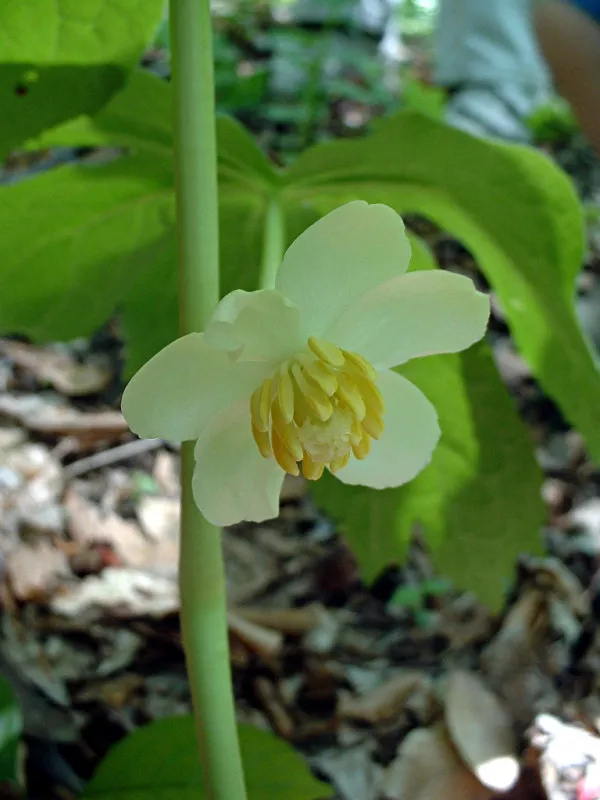 Mayapple