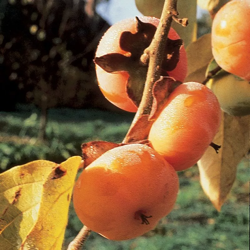 Meader American Persimmon Tree