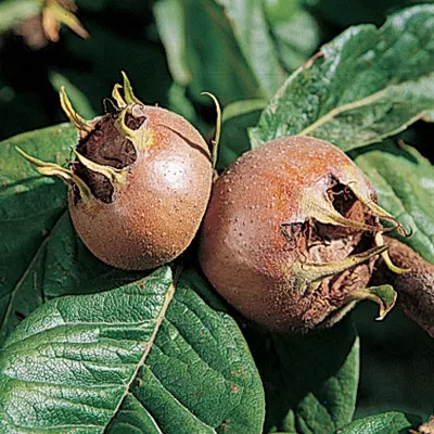 Medlar (Breda Giant)