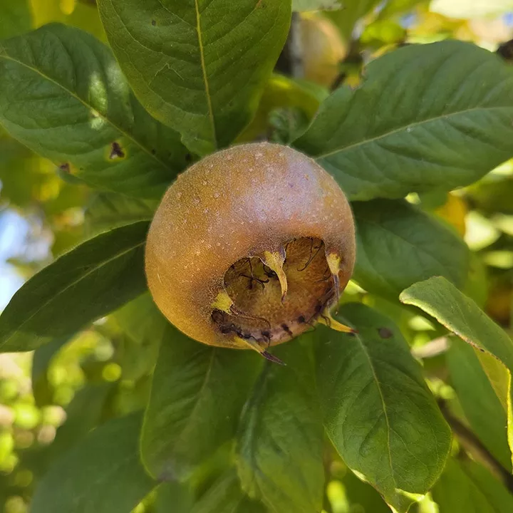 Medlar (Marron™)