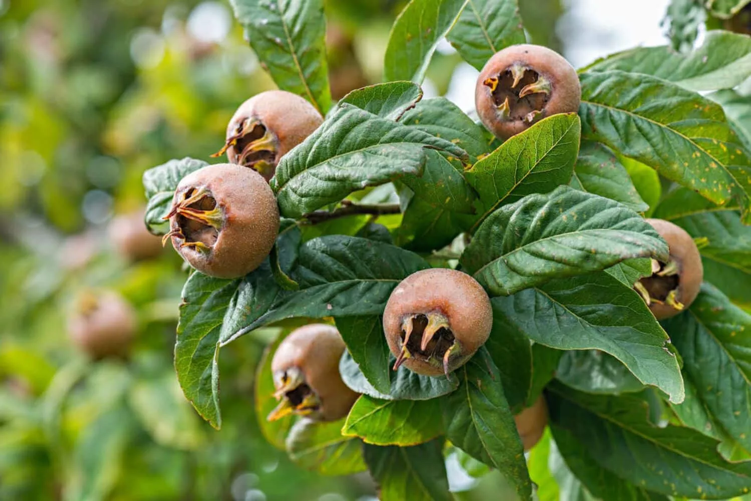 Medlar (Nefle De October)