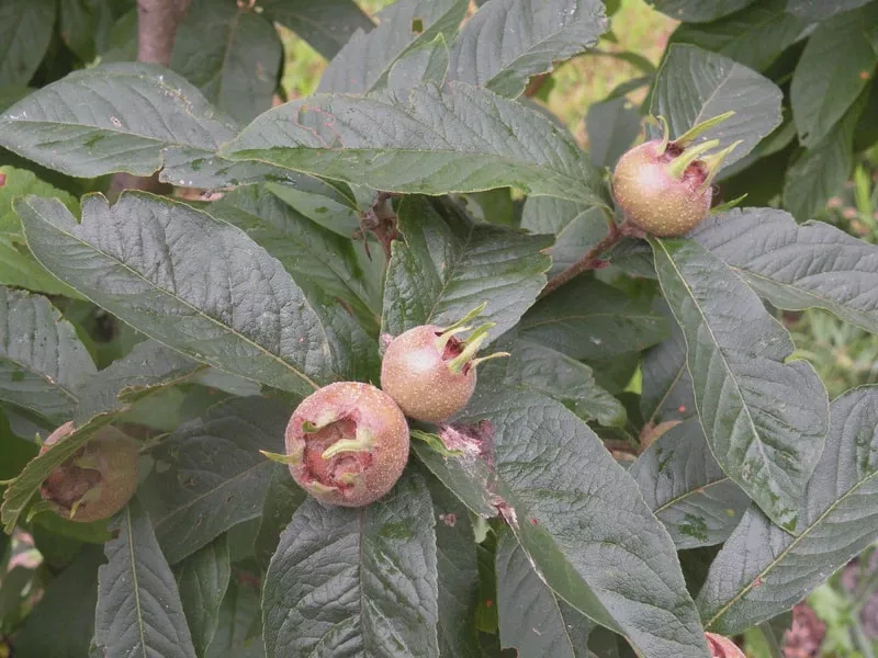 Medlar (Westerfield)