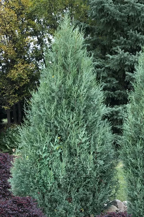Medora Rocky Mountain Juniper - 3 Gallon Pot