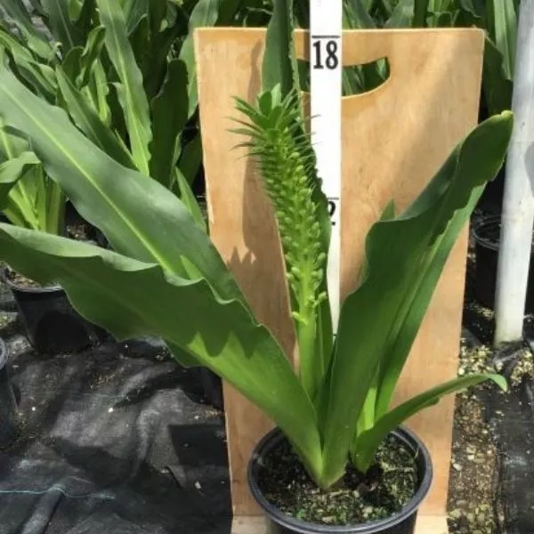 Meguru Pineapple Lily – #1 Container
