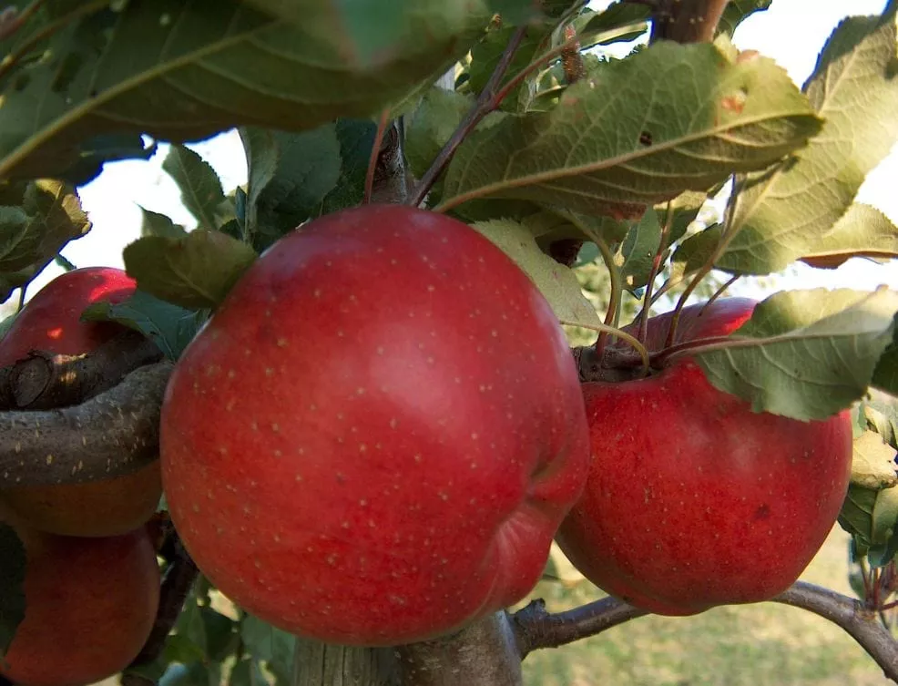 Melrose Apple – Dwarf (4′-5′)