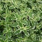 Mentha suaveolens ‘Variegata’