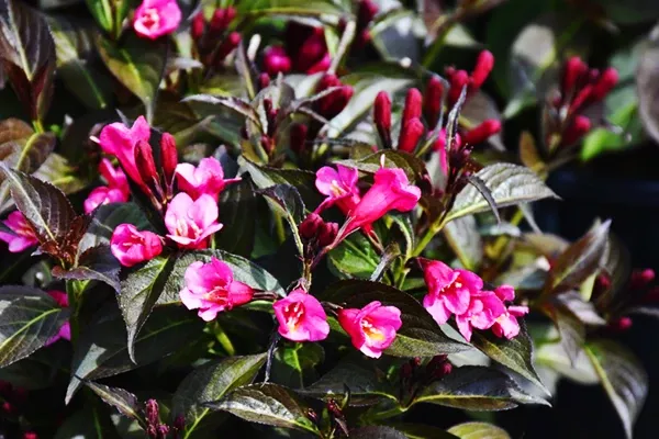 Merlot Rose Weigela