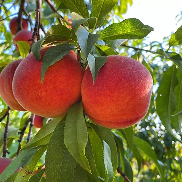 Messina Peach