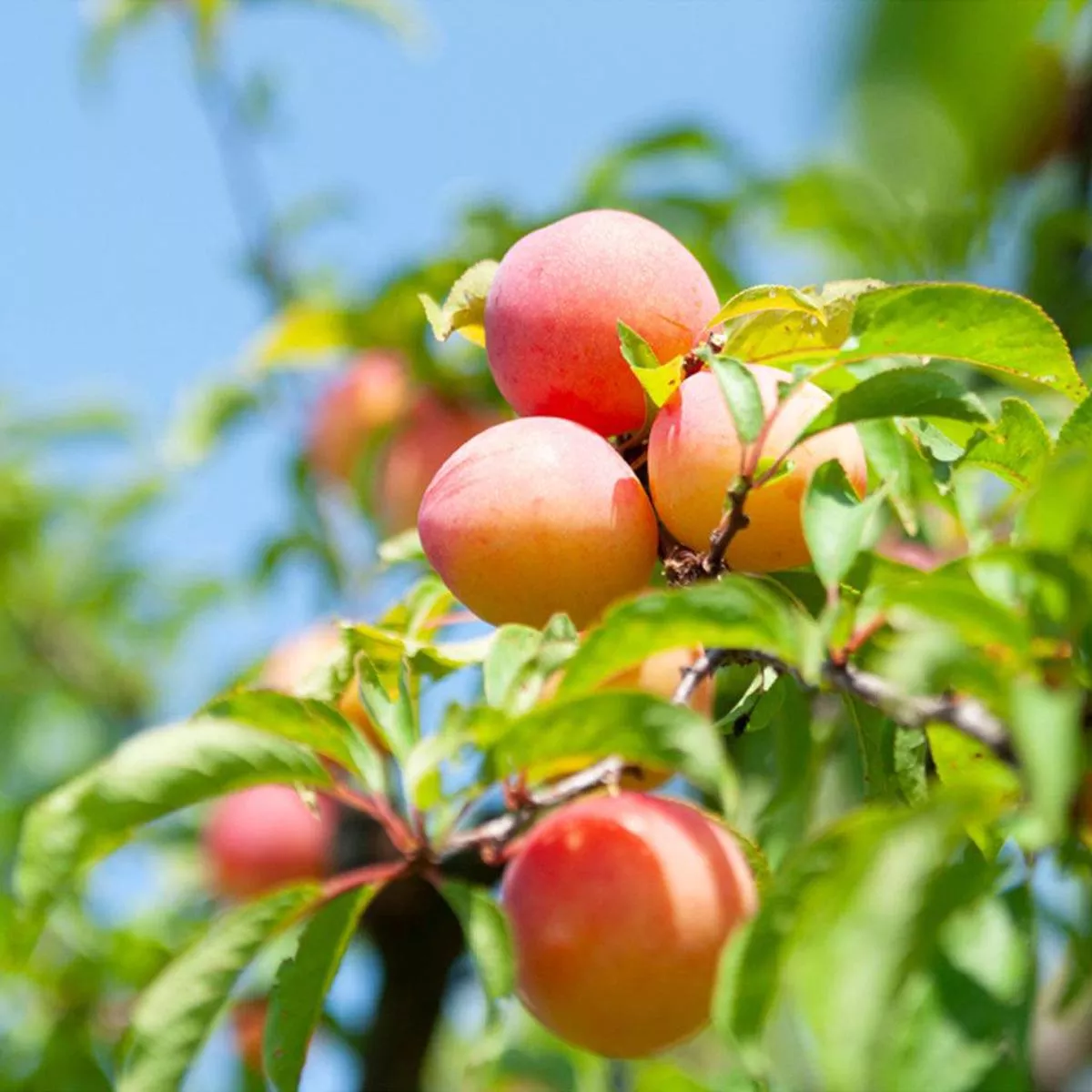 Methley Plum Japanese Dwarf Tree