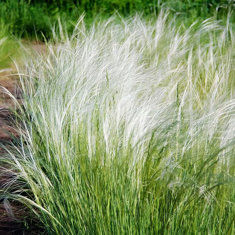 Mexican Feathergrass